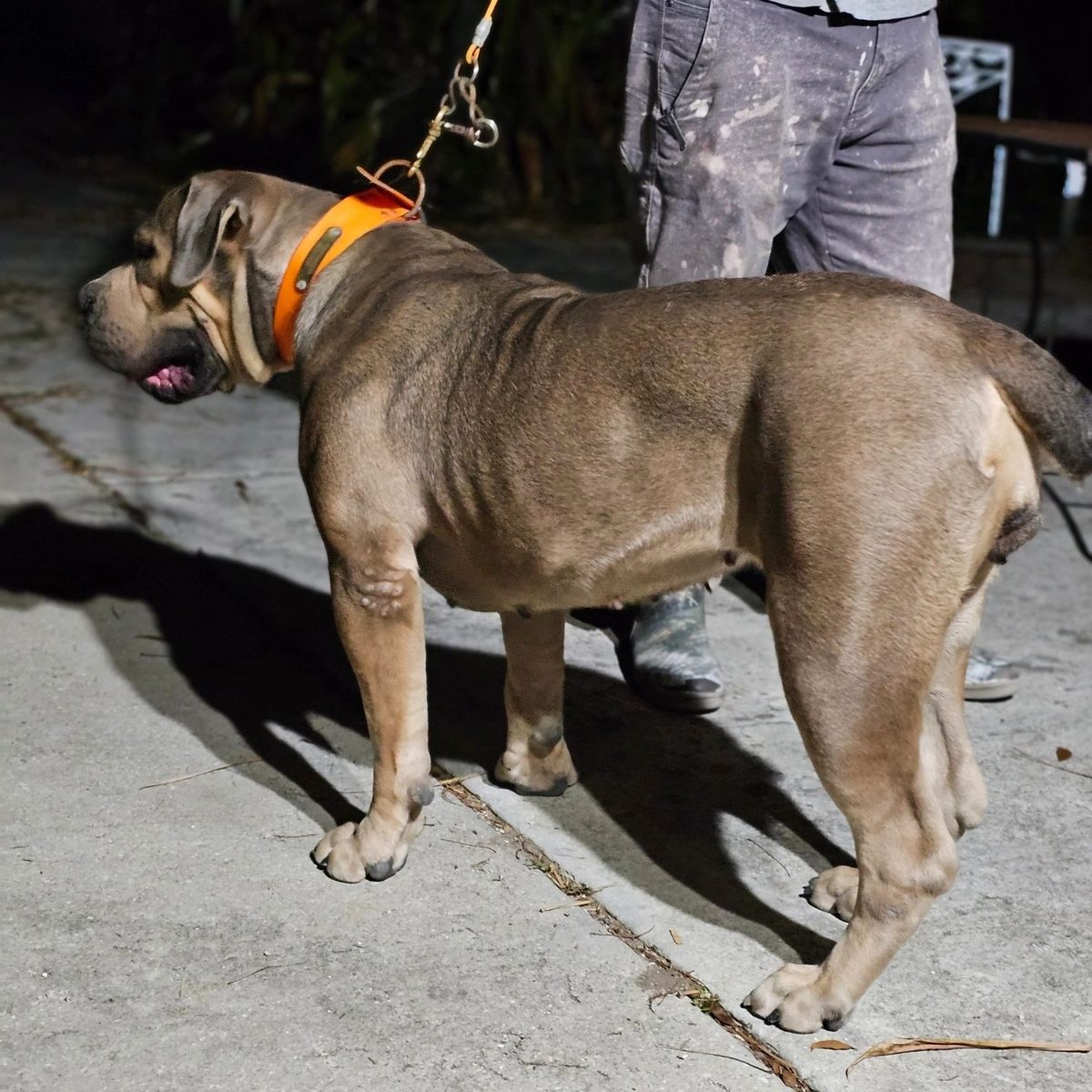 Blue Boerboel stacked on leash