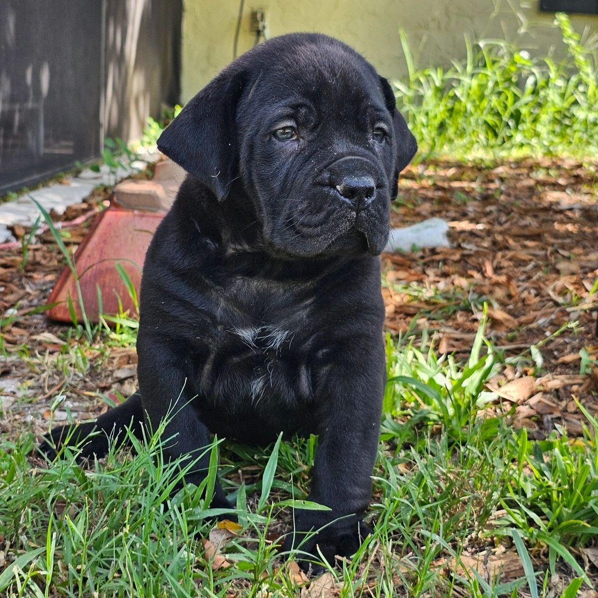 Young Boerboel puppy sitting on grass at our South Florida kennel