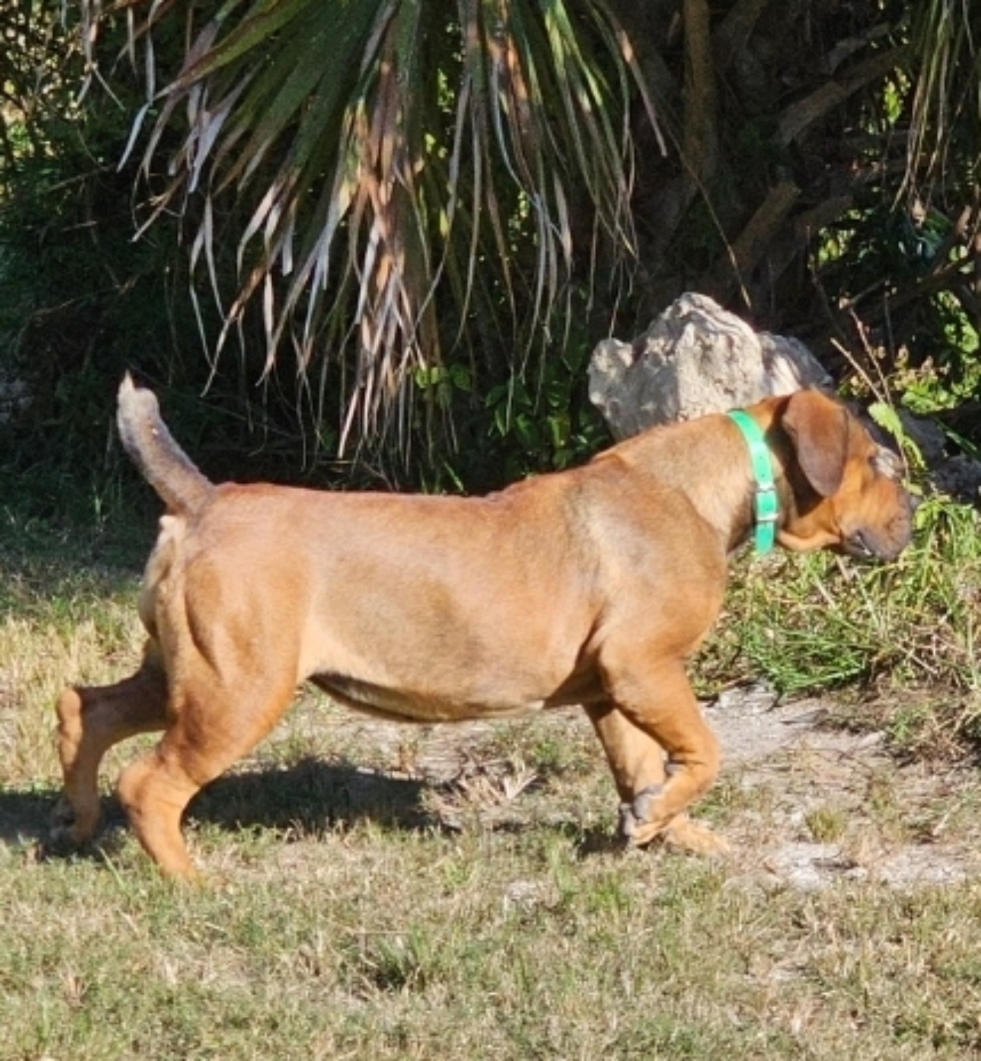 South Florida Boerboels gallery dog — young fawn Boerboel walking in the yard