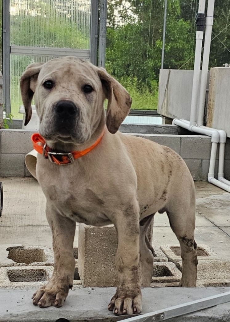 Cream Boerboel puppy standing alert at South Florida Boerboels