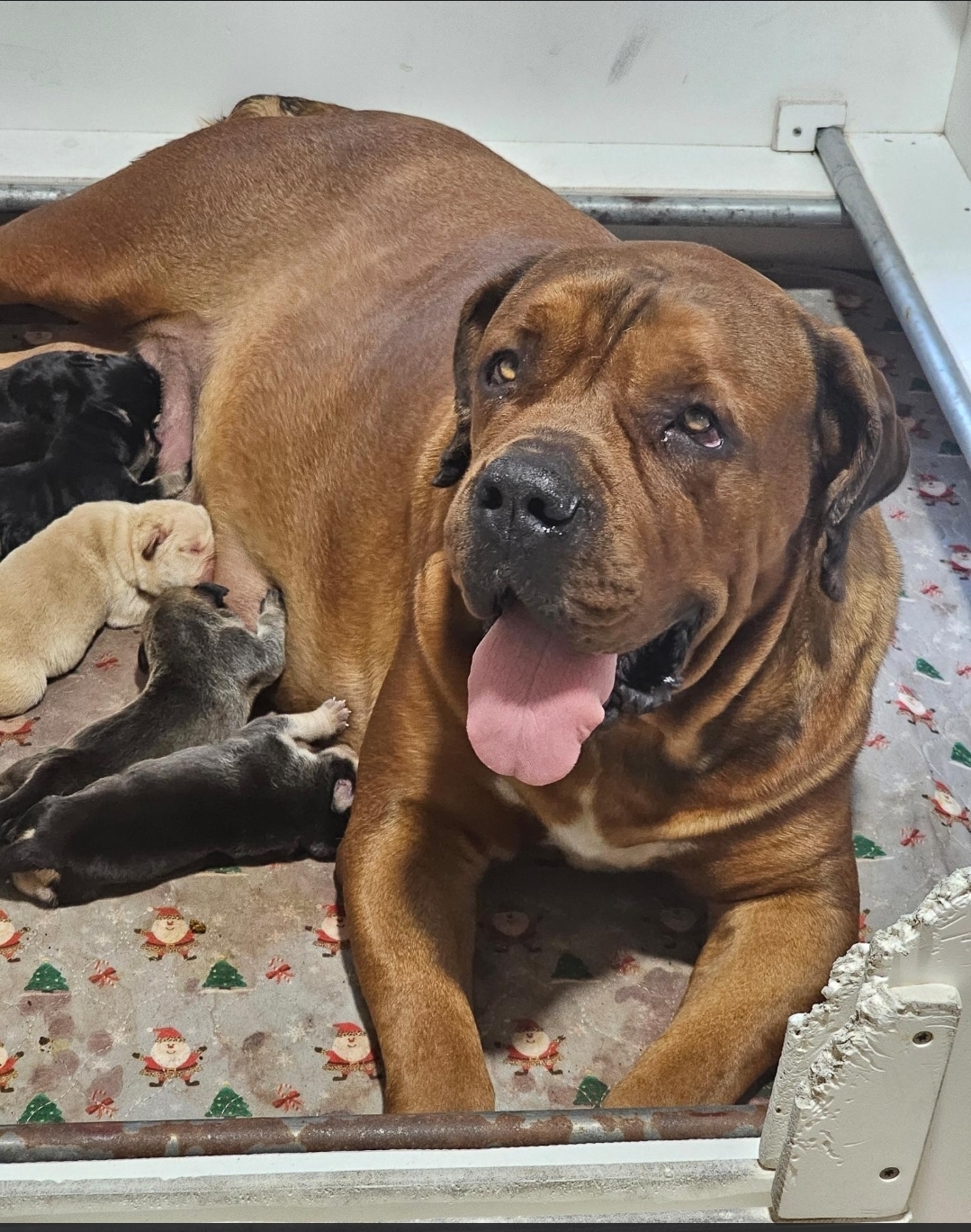 South Florida's Meatball, fawn Boerboel dam nursing her litter at South Florida Boerboels in South Florida