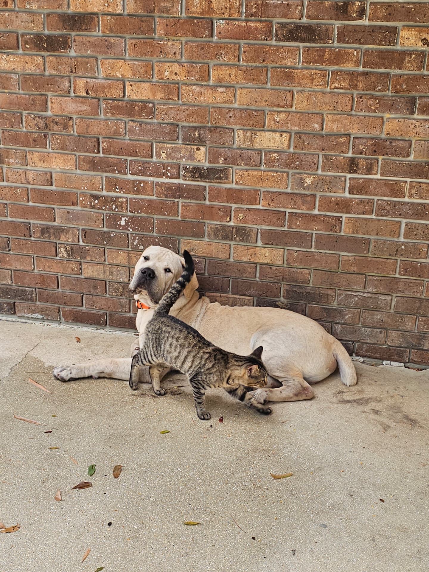 Cream Boerboel resting against a brick wall with the family cat at South Florida Boerboels