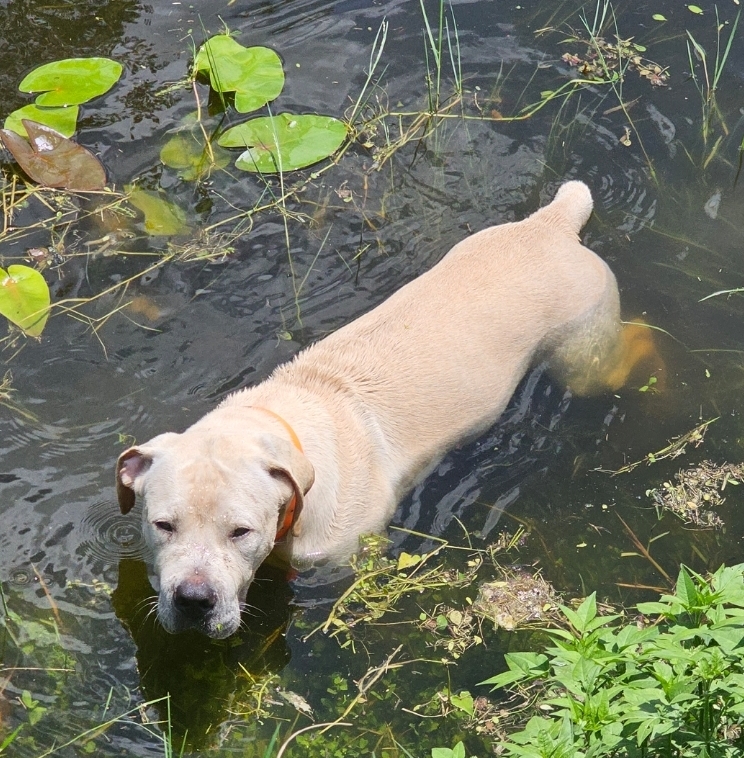 South Florida's Cash Money, fawn Boerboel male