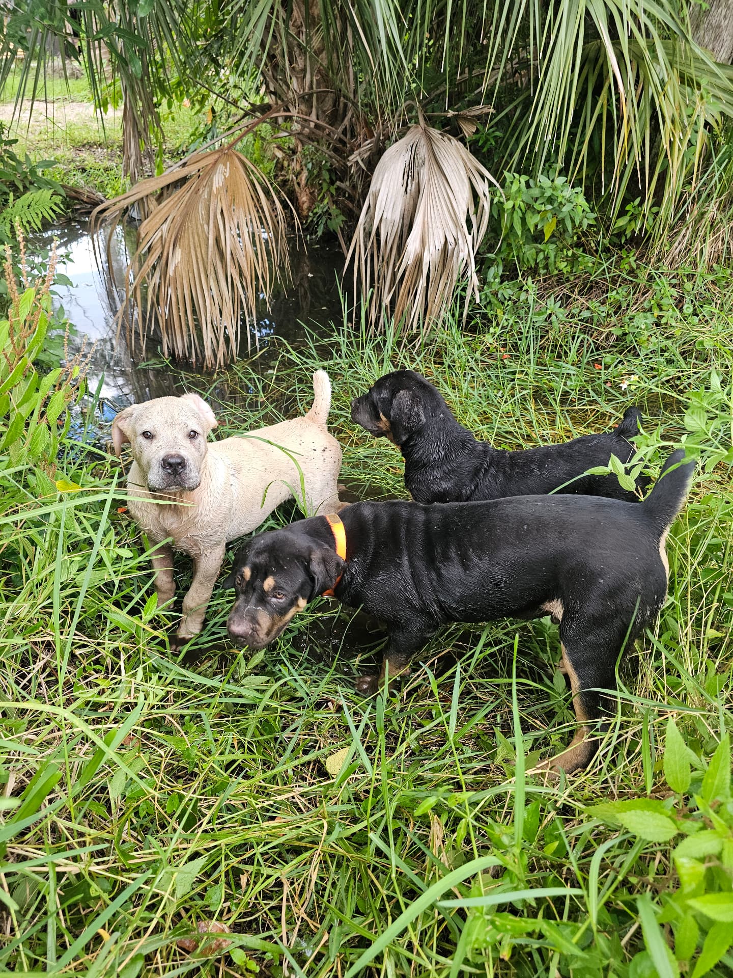 Boerboel puppies playing by the pond at South Florida Boerboels
