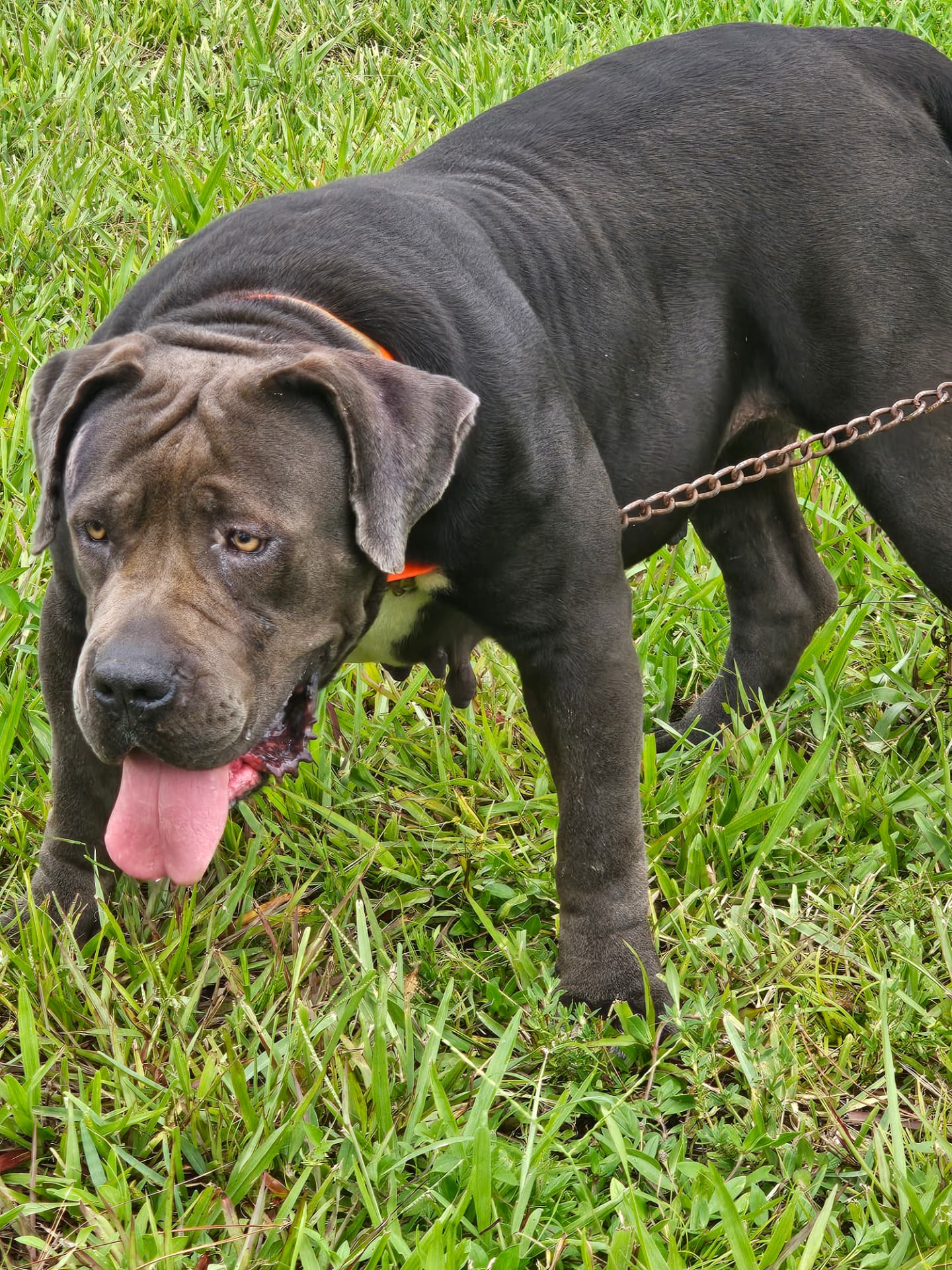 South Florida's Bibi, blue Boerboel female bred by South Florida Boerboels in South Florida