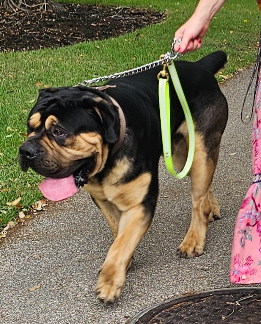 South Florida's BrickTop, Boerboel male bred by South Florida Boerboels in South Florida