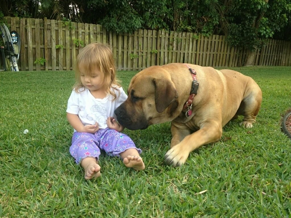 Boerboel in the yard at South Florida Boerboels