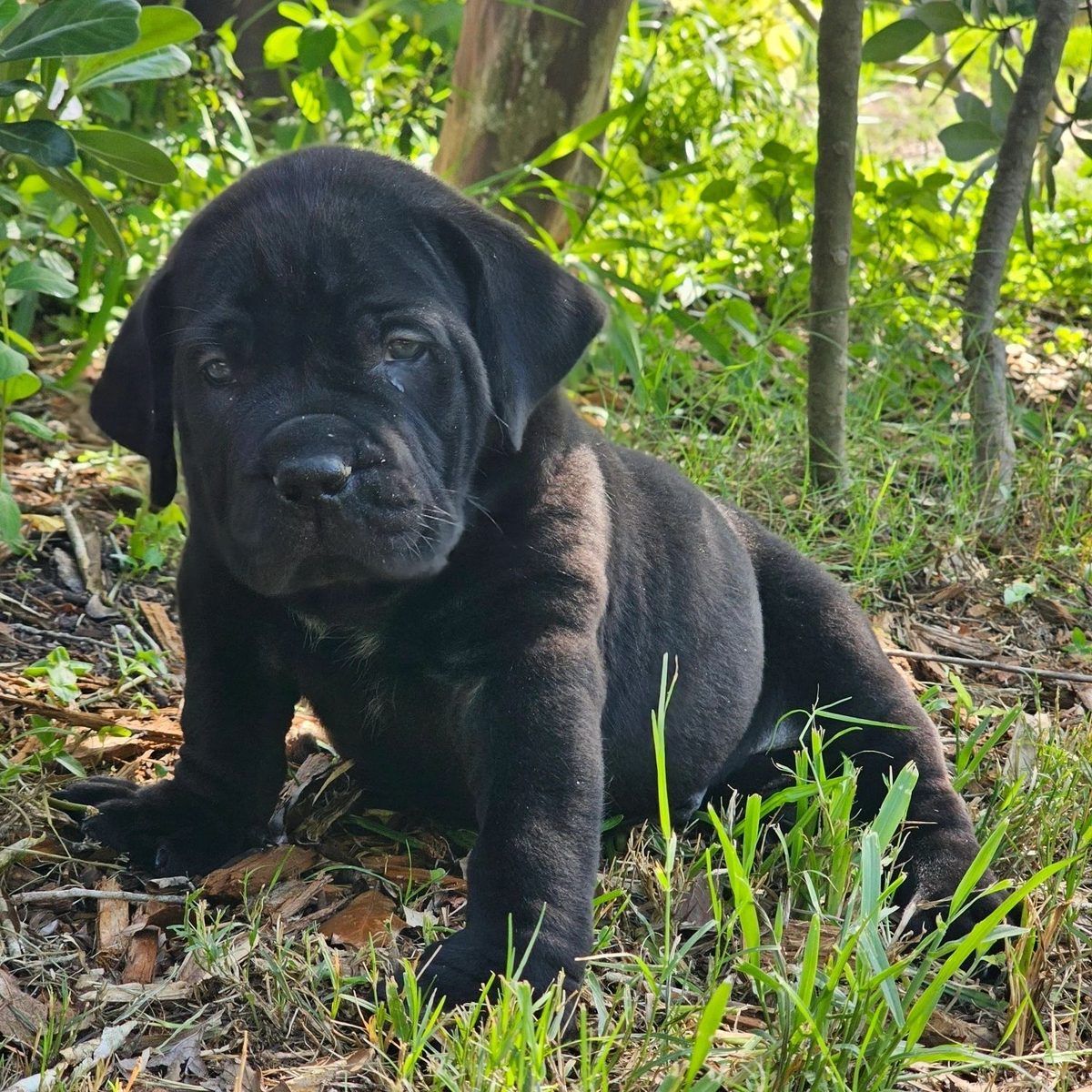Boerboel puppy outdoors at South Florida Boerboels