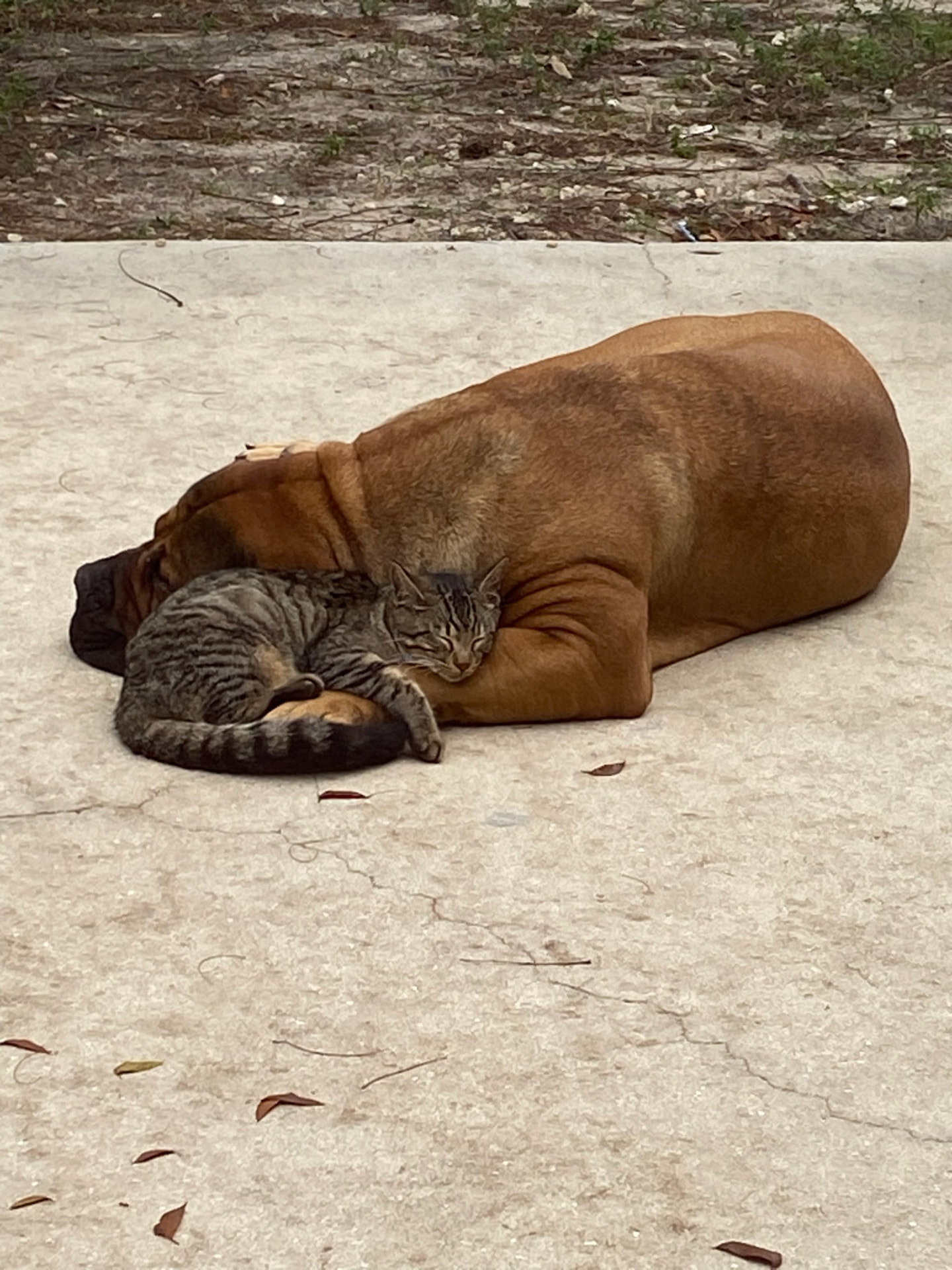 A South Florida Boerboel relaxing with the household cat — gentle family temperament